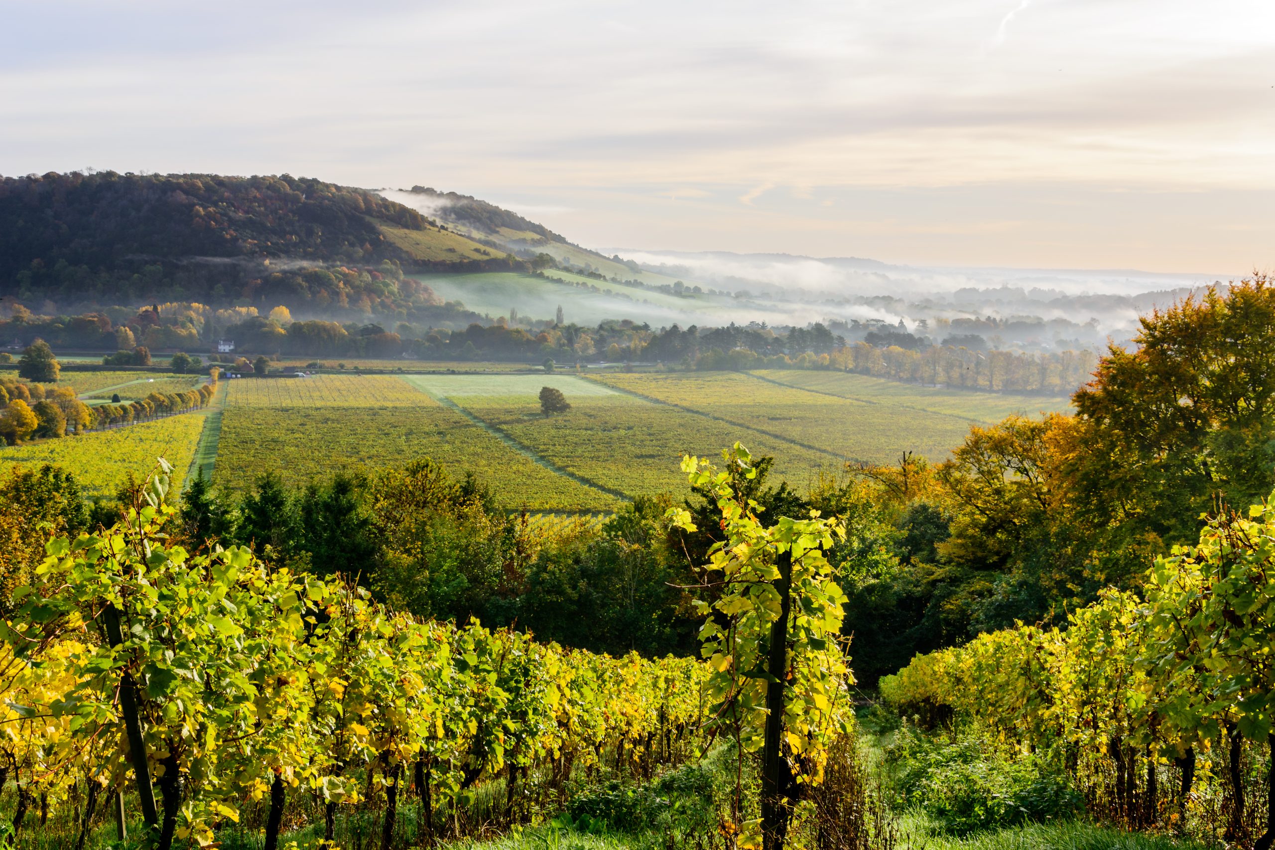 Surrey Hills Vineyards