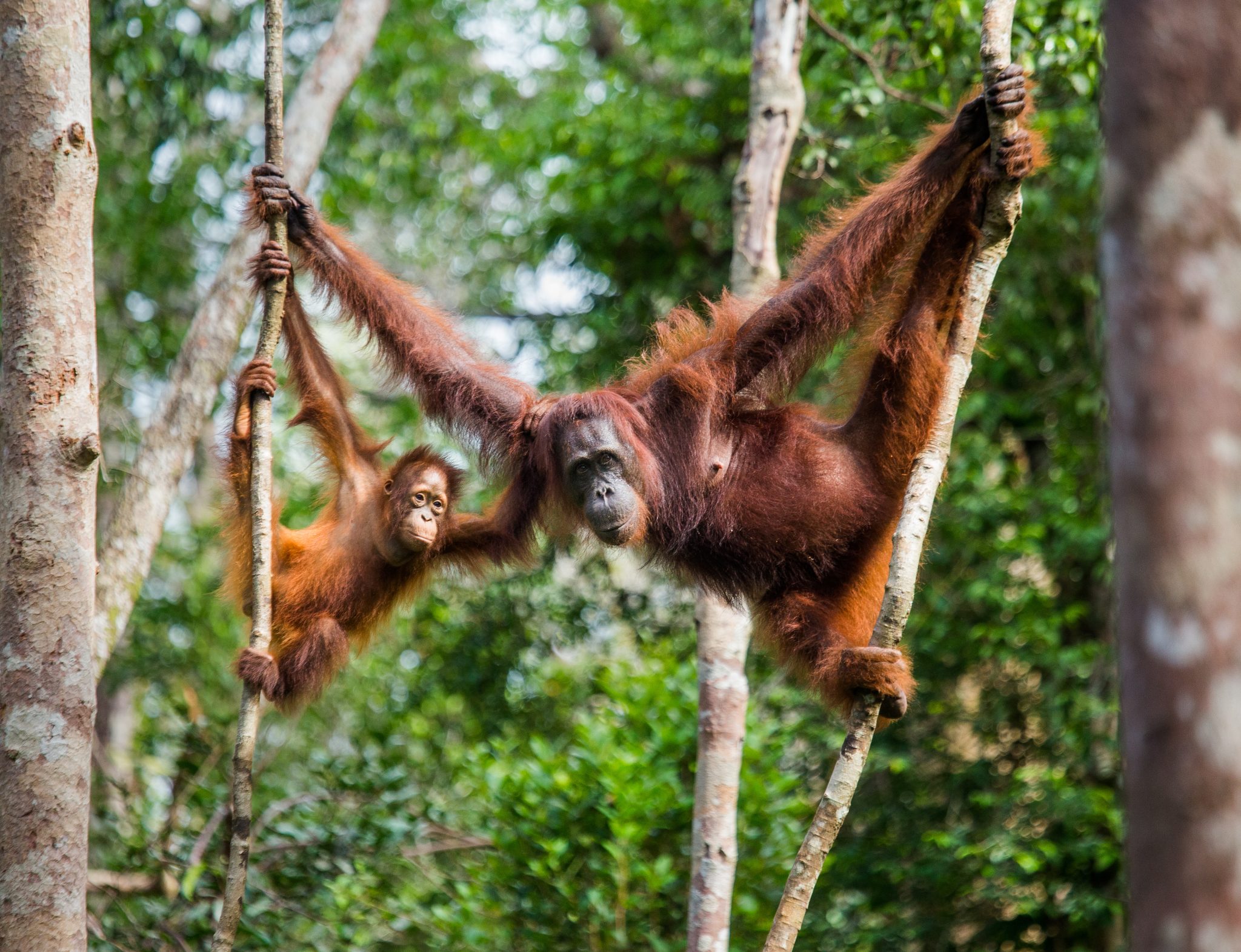 Borneo