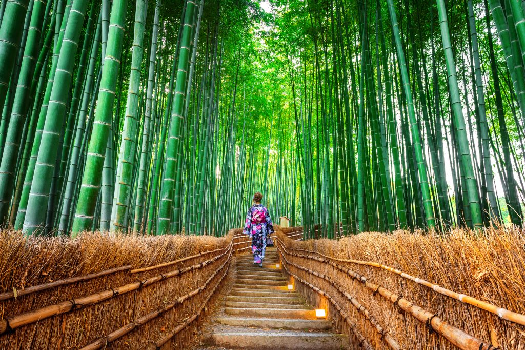 Kyoto's Bamboo Grove Kyoto's Bamboo Grove